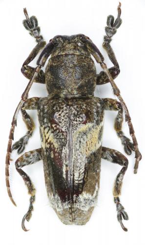 Pterolophia sp.